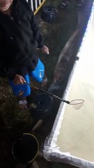Babang main serok ikan pasar malem 2