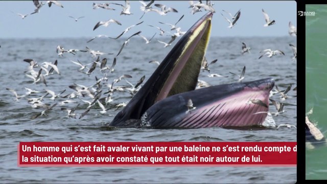 Un homme raconte qu’il a été avalé par une baleine mais qu’il ne l’a pas compris tout de suite !