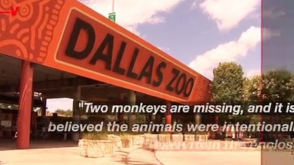 Mysterious Disappearance of Monkeys at Dallas Zoo 🚨