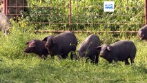 Schon bald kein Ibérico-Schinken mehr? Trockenheit bedroht Schweinezucht