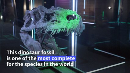 Rare dinosaur skeletons to go on display in Denmark