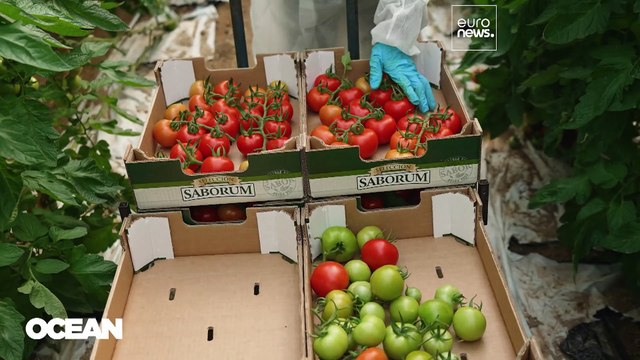 Microalgas marinas | Una alternativa sostenible para la preservación de los océanos