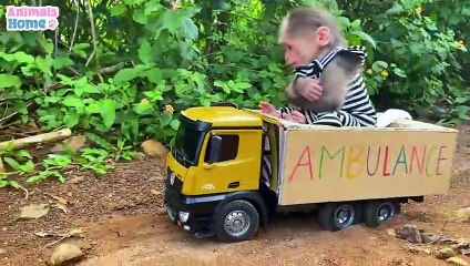 Baby monkey BiBi harvests fruit to make food for friends_