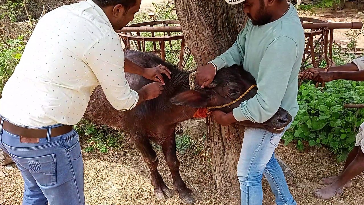 Lameness in Buffalo Heifer | Leg pain | Limping | Lameness treatment