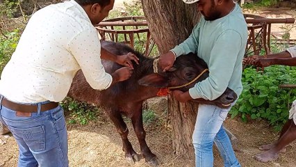 Lameness in Buffalo Heifer | Leg pain | Limping | Lameness treatment