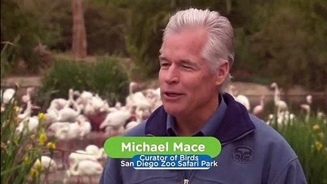 In a Flamingo Household, the Parenting Responsibilities Are Divided Equally