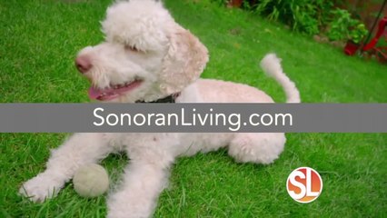 Petflation: Tips on how pet owners combat rising costs