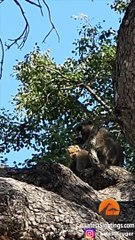 Baboon Adopts and Grooms Lion Cub   UNBELIEVABLE!