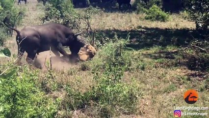 Buffalo Flips a Sleeping Lion!
