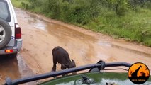 Buffalo Saves Her Newborn Calf from Lion