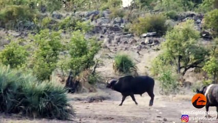 Buffaloes Rescue Baby Elephant from Lions