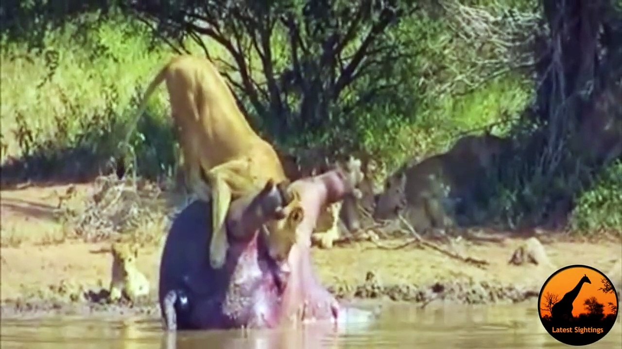 Dead Hippo Explodes And Sh ts On A Lioness - Latest Wildlife Sightings