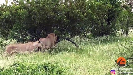 EPIC Giraffe Gives Lions a Ride!