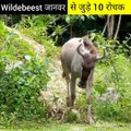 Wildbeest जानवर से जुड़े 10 रोचक तथ्य