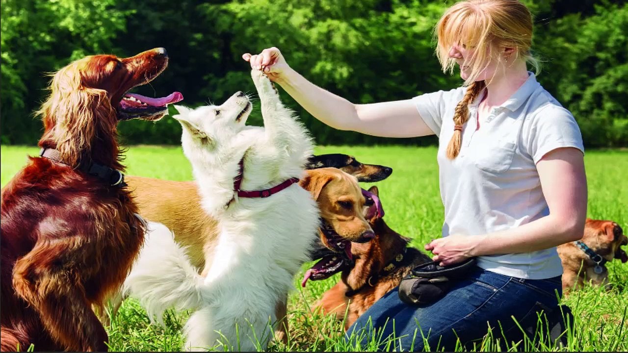 dog training tips | professional dog training | puppy training