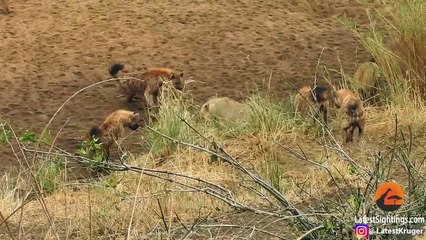 Lion Cornered by Hyenas Calls for Backup