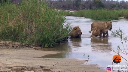 Lion Family-Fun-Day at the Beach