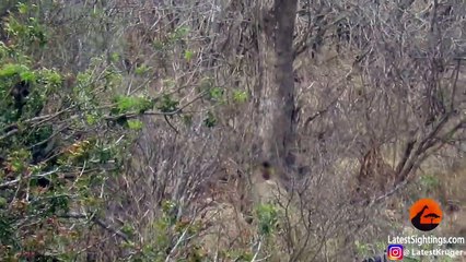 Lion Tries Stealing Food from Leopard