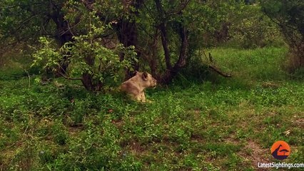 Lioness Reunites With Her Pride After Being Separated For Days