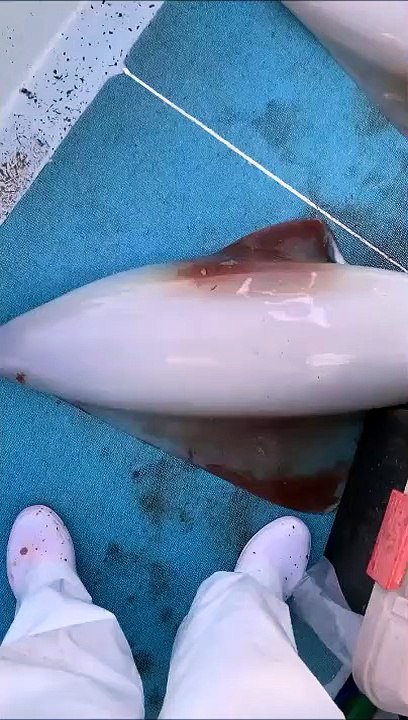 Un calmar qui fait aussi écran tactile