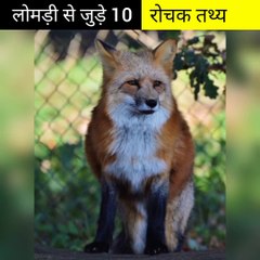 लोमड़ी से जुड़े 10 रोचक तथ्य