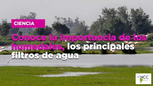 Co­no­ce la im­por­tan­cia de los hu­me­da­les, los prin­ci­pa­les fil­tros de agua