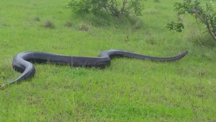 Terrible! Mother Leopard Tries To Struggle In The Giant Python's Embrace To Save Her Cub