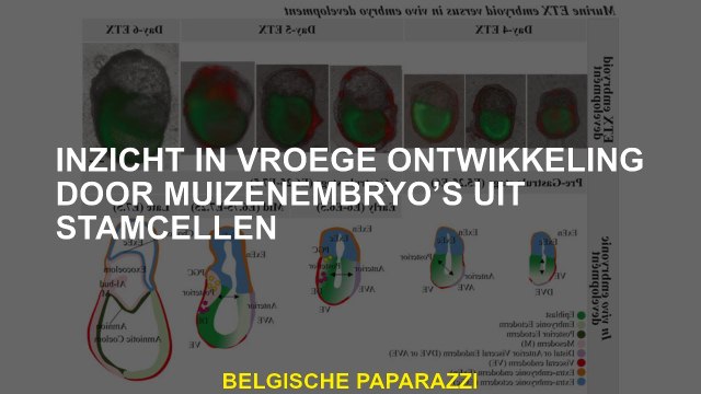 Inzicht in vroege ontwikkeling door Muiizenembryos uit stamcellen