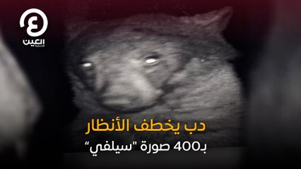 "دب يخطف الأنظار بـ400 صورة "سيلفي