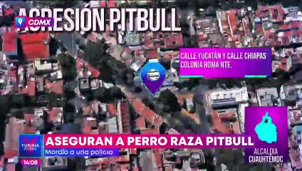 Perro "detenido" en CDMX, fue incitado por dos mujeres para evitar un arresto