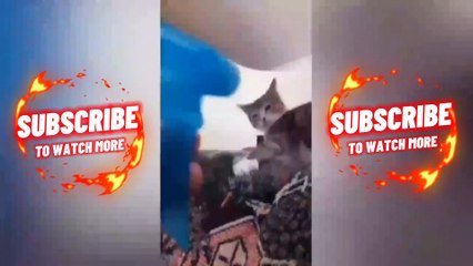Cute cats doing cute cats things