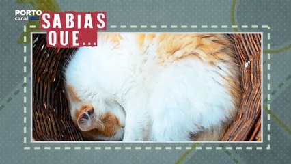 Sabias que... o coração de um felino bate quase duas vezes mais rápido que o de um humano?