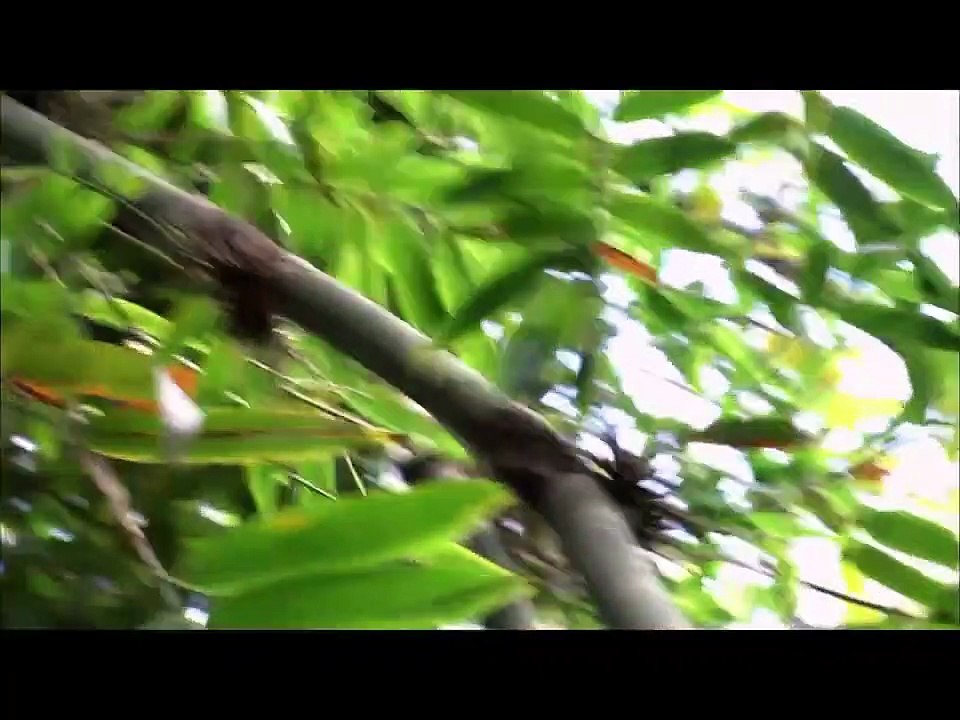 Wild kratts S3E25 - Golden Bamboo Lemur