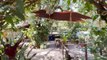 mqn-Casa Verde un oasis de paz y frescura en Santa Cruz Guanacaste-260123
