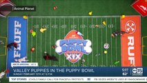 Two local rescue pups make Puppy Bowl XIX roster