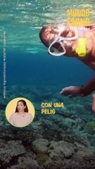 Peligroso encuentro: un hombre nada a centímetro de una peligrosa raya leopardo