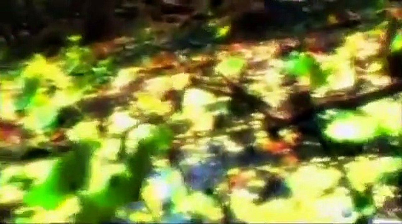 Bizarre Foods with Andrew Zimmern - Se4 - Ep03 HD Watch