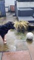 Dog Dumbfounded by Frozen Ball