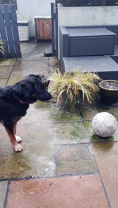 Dog Dumbfounded by Frozen Ball