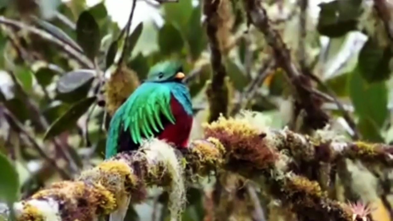 Animals and birds wildlife |