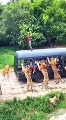 Tiger Dangerous Wild Animals - tiger vs humen - Wild Adventure Forever will lovers