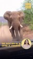 Momento aterrador: un elefante molesto persigue el auto de unos turistas