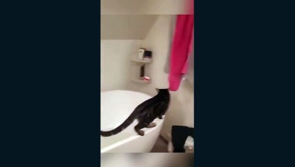 cats have no feelings and do not return to the right path