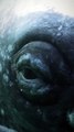 El gran ojo de una ballena gris