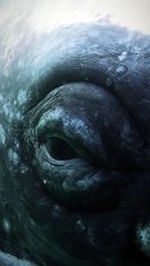 El gran ojo de una ballena gris
