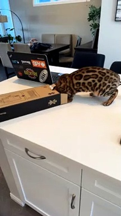 Bengal Kitten Instantly Regrets Going For Cardboard Box