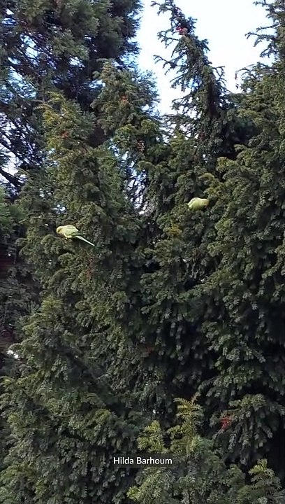 Belle rencontre avec la perruche à collier au Jardin des Serres d'Auteuil 