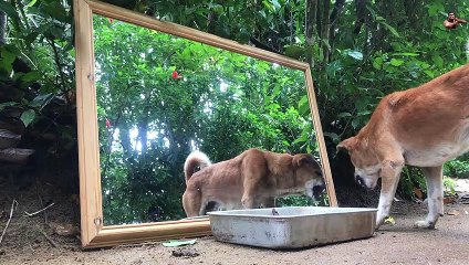 Are You Serious Dog Prank on Mirror