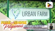 Integrated resort sa Pasay City, umaani ng high value vegetables sa pamamagitan ng urban farming