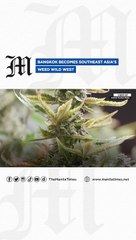 Bangkok becomes Southeast Asia's weed Wild West